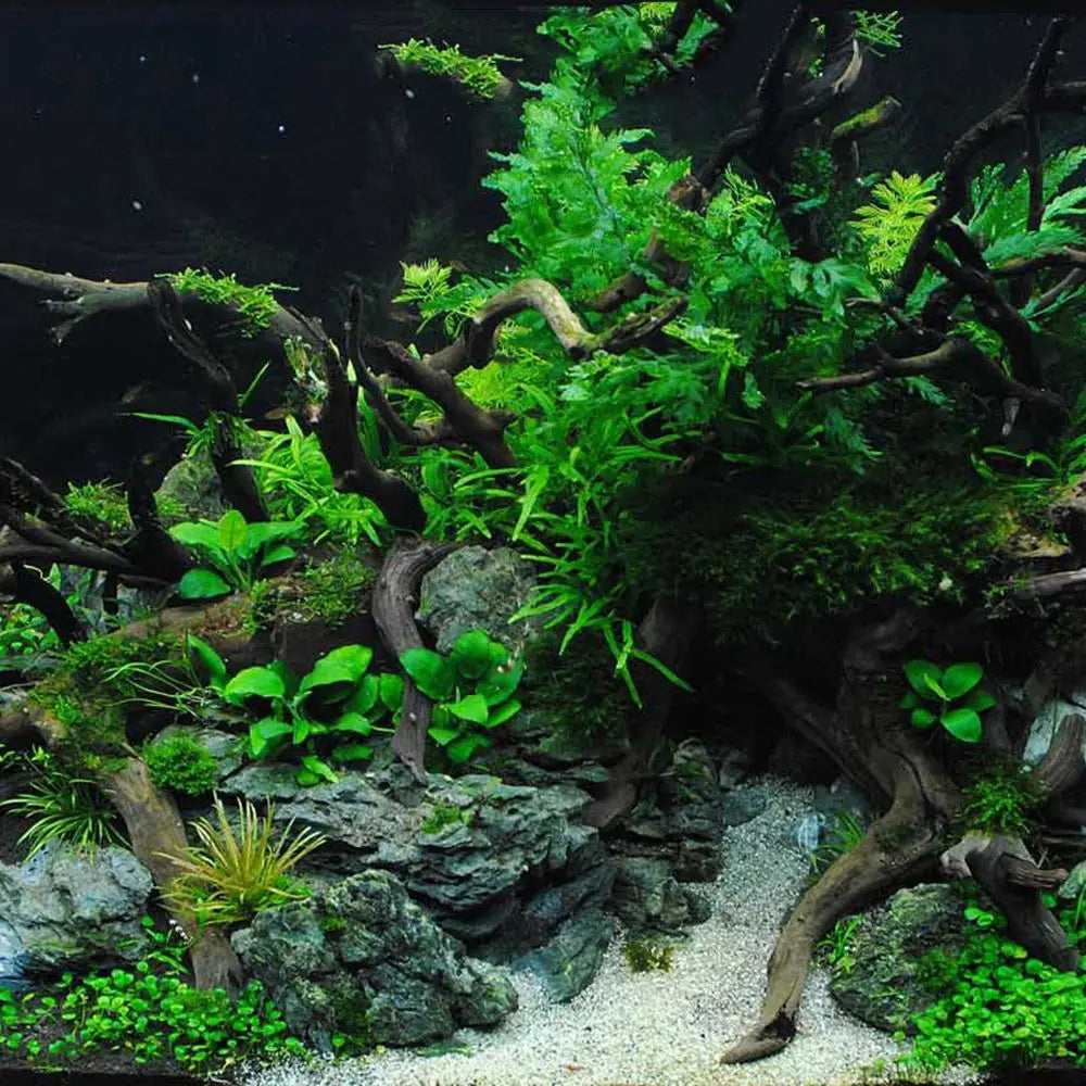 Artwork Decor Wood Aquarium Decoration Reptile Landscaping Tank Background Driftwood Cuckoo Root Plant Stump Natural Trunk